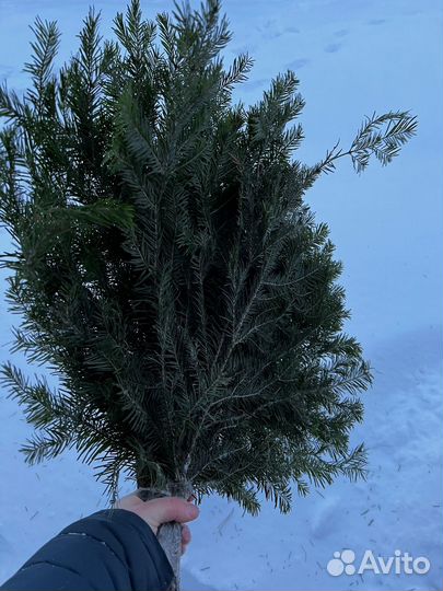 Пихтовый лапник пихты