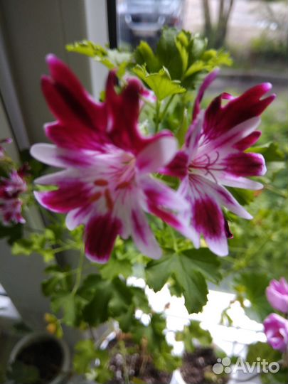 Пеларгония Berkswell Jester