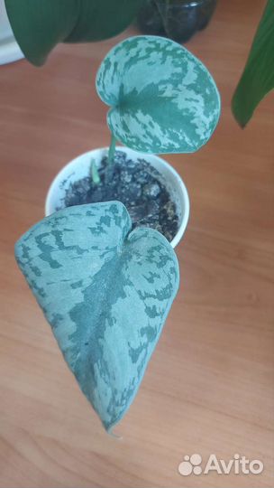 Сциндапсусы и эпипремнумы