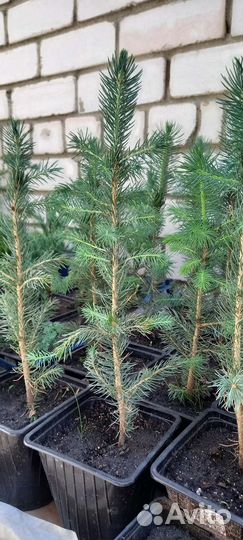 Туя,Ель,Можжевельник