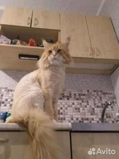 Пара мейн-кун