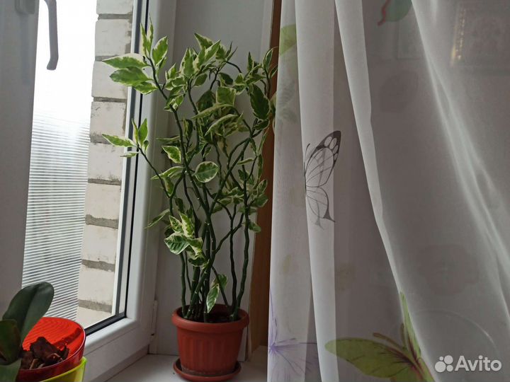 Педелантус