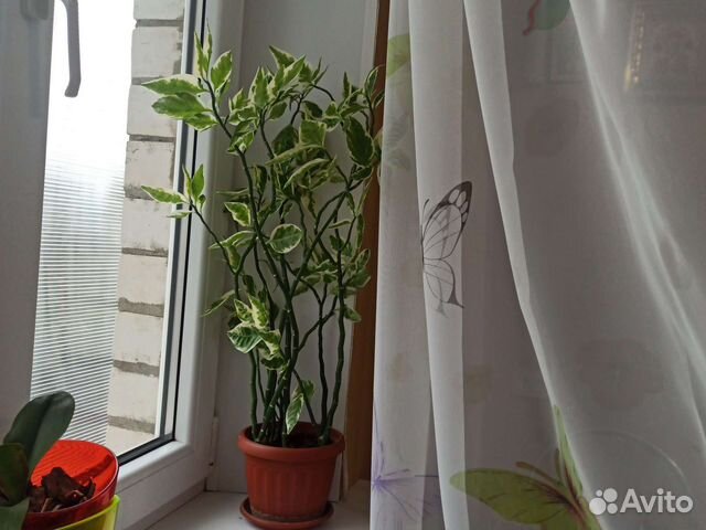 Педелантус