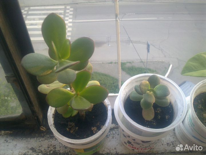 Растение алоэ, финиковые пальмы инжир, толстянка