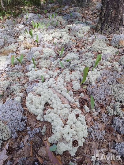 Мох Ягель живой