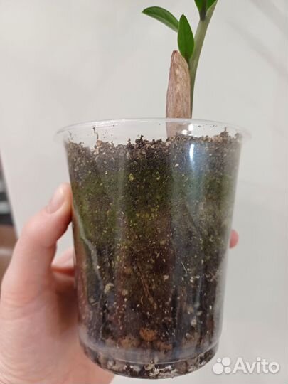 Замиокулькас от вариегантного шорт лив