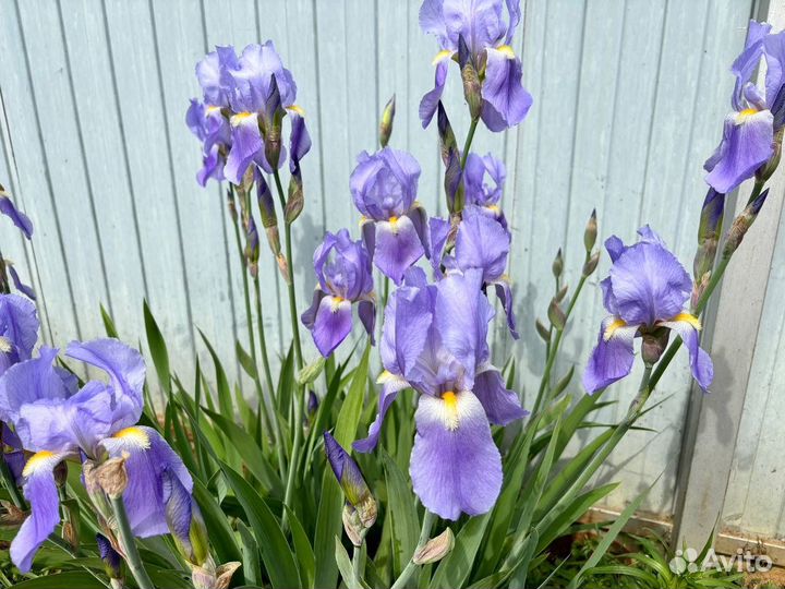 Ирисы лилейник хоста