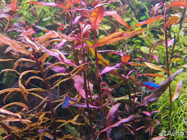 Аквариумные растения, прополка с травника