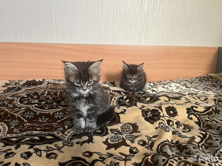 Котята мейн-кун