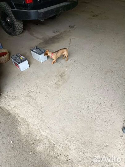Собаки бесплатно в добрые руки