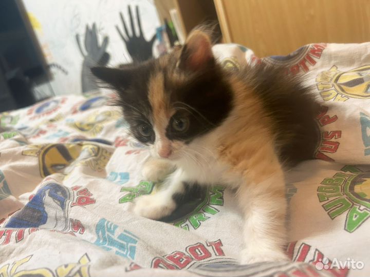 Котики 1 месяц и 20 дней