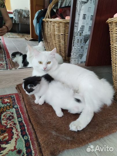 Котята курильский бобтейл