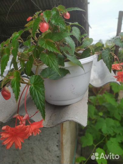 Бегония ампельная