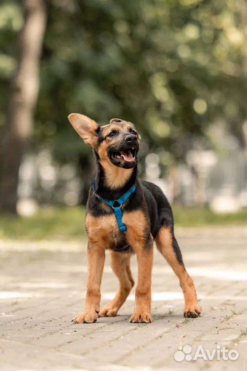 Собака в добрые руки