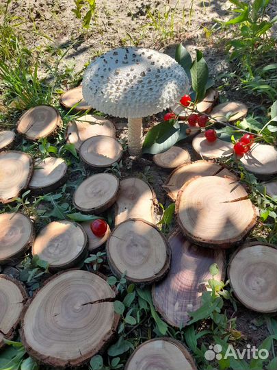 Спилы из дерева