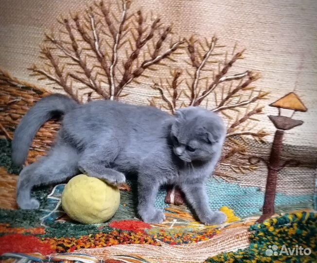 Плюшевая Вислоухая. Котенок 4мес