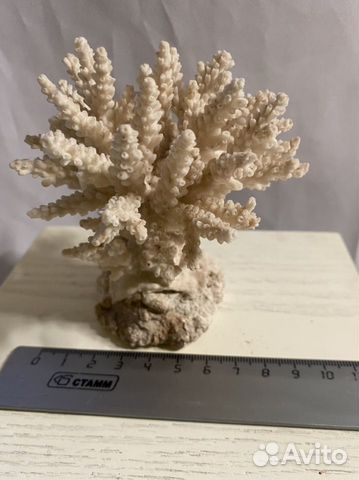 Натуральный коралл