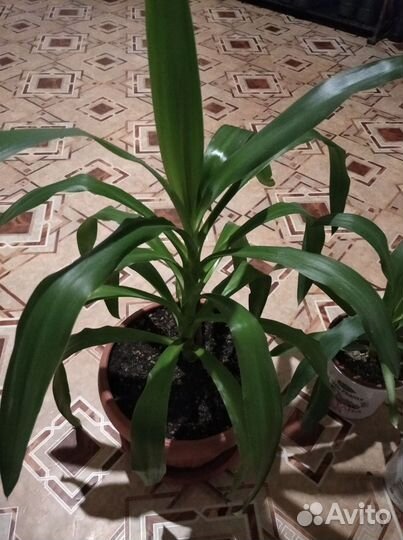 Юкка комнатная