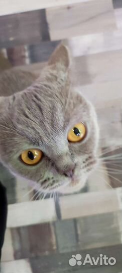 Котята британцы