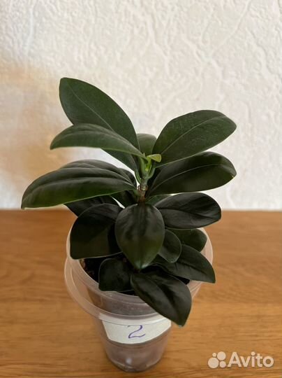 Фикусы Ретуза (микрокарпа ) компакта