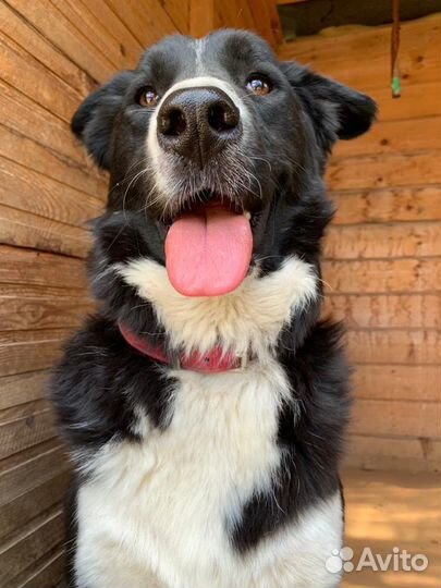 Собаки в дар