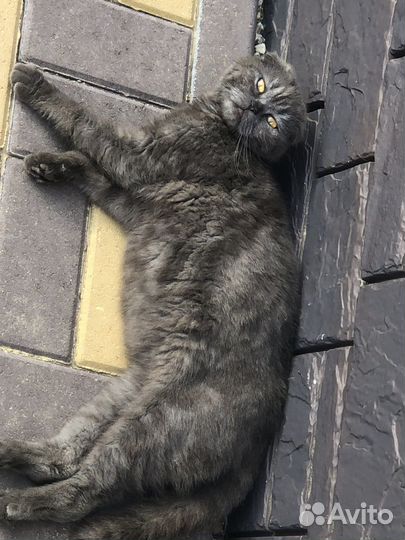 Котята британцы вислоухие
