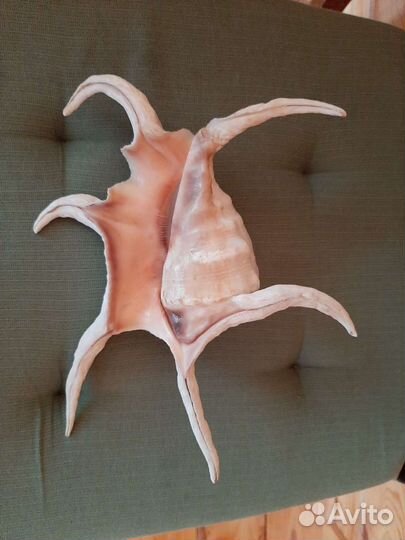 Ракушка океаническая 25 на 21 см