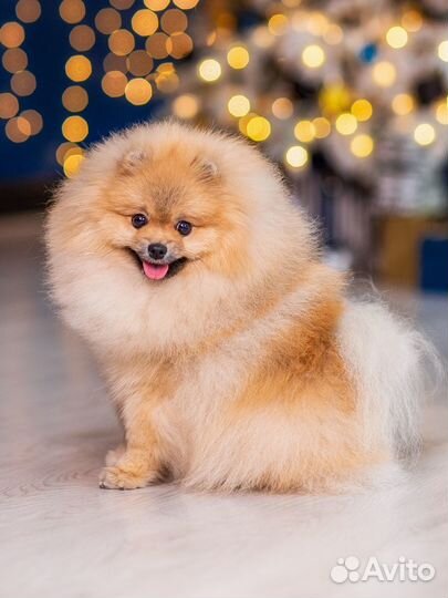 Вязка Кобель Малый шпиц