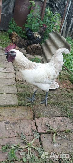Молодые петушки породы лайкидайдзи и марана