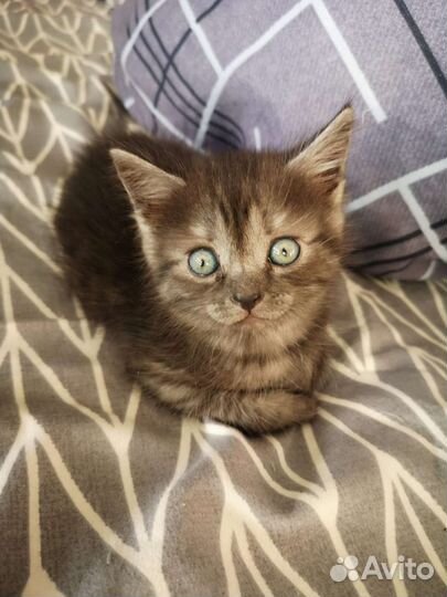 Котята бесплатно