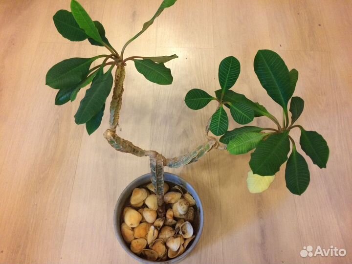 Молочай беложильчатый Юкка