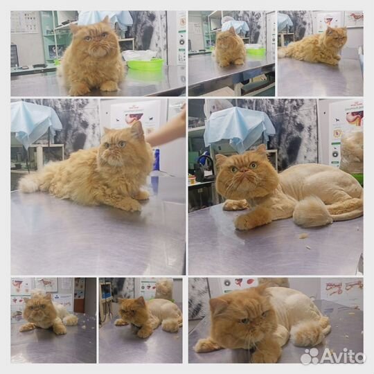 Груминг кошек и чистка зубов собакам