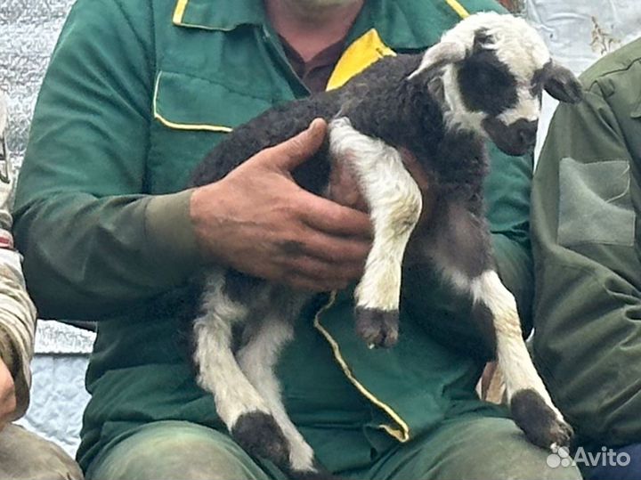 Овцы бараны ягнята