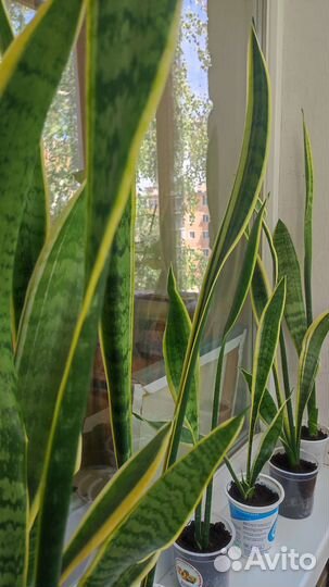 Щучий хвост (сансевиерия)
