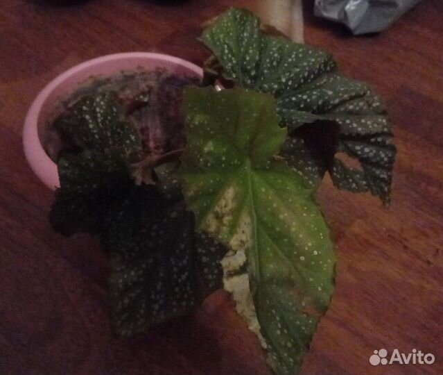 Цветок бабье ухо