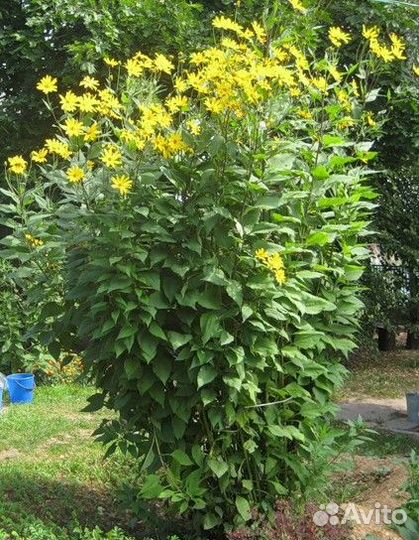 Садовые цветы и растения топинамбур