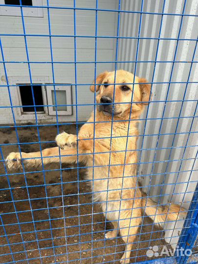 Собака сука метис ретривера