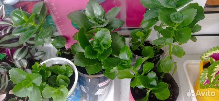 Каланхоэ цветущий,розебудные пеларгонии