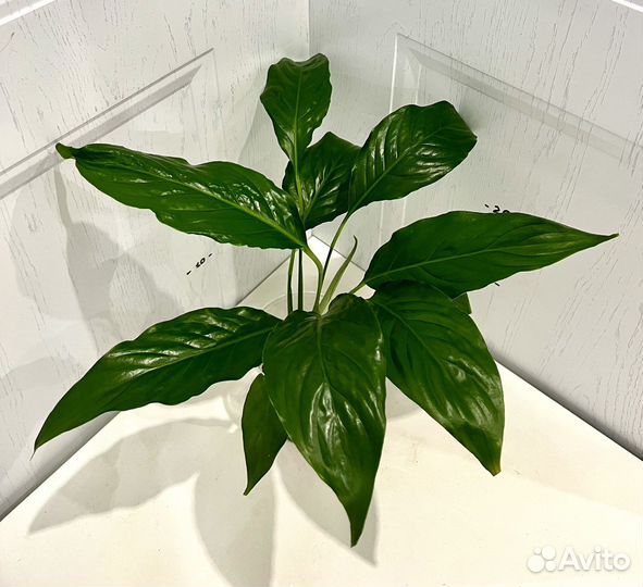 Спатифиллум