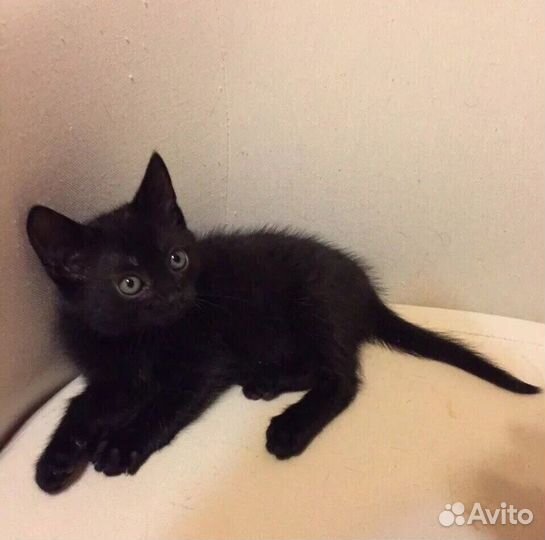 Отдаю котят