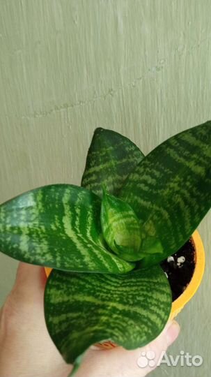 Сансевиерия сортовая