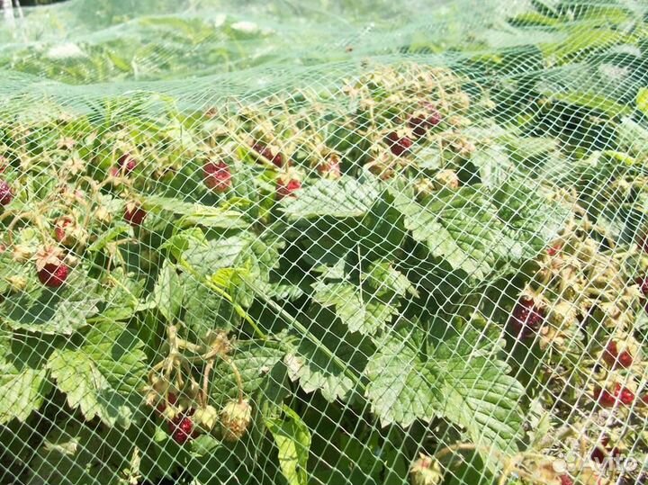 Сетка от птиц