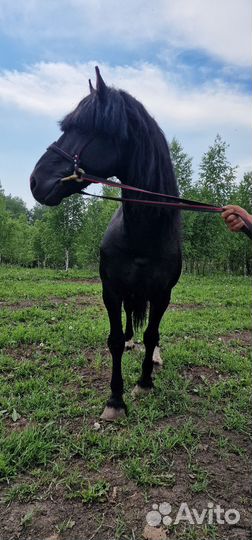 В продаже Вороной Жеребец