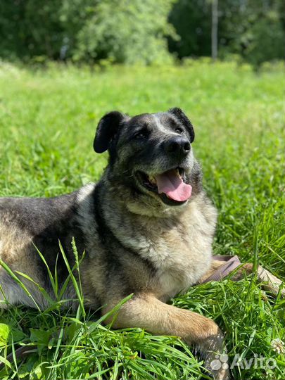 Собака в добрые руки приют Ильинка