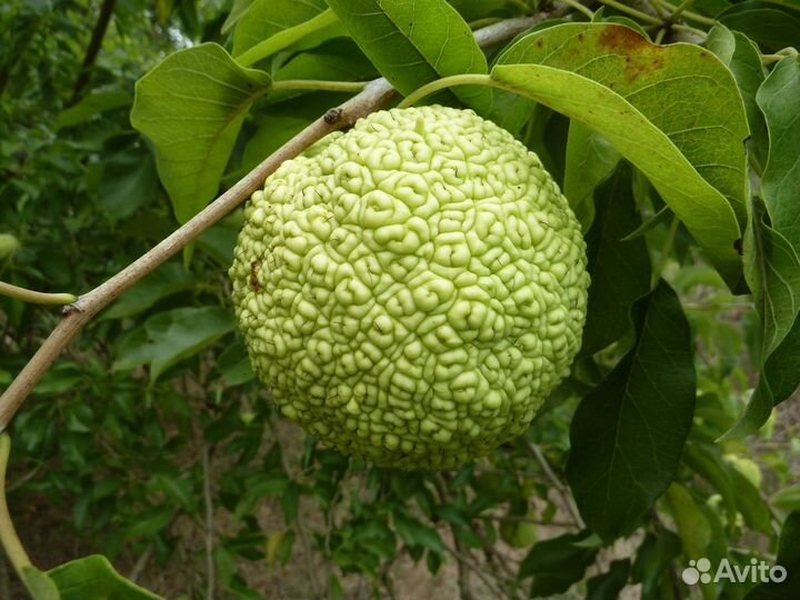 Экстракт Маклюра (Адамово яблоко)