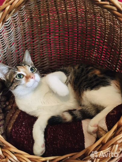 Ласковая молодая кошечка Кнопа