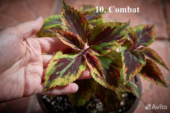 Колеусы 40 сортов