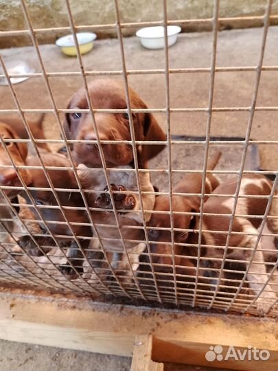 Щенята курцхаар