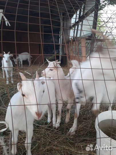 Зааненские козы