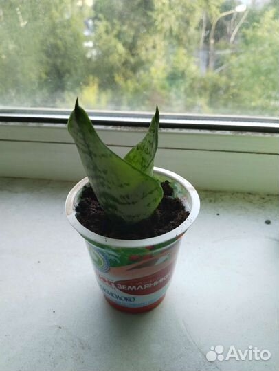 Сансевиерия